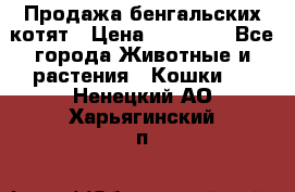 Продажа бенгальских котят › Цена ­ 20 000 - Все города Животные и растения » Кошки   . Ненецкий АО,Харьягинский п.